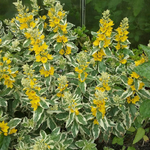 Lysimachia punctata 'Live Plants' (Yellow Loosestrife) - Caribbean garden seed