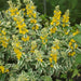 Lysimachia punctata 'Live Plants' (Yellow Loosestrife) - Caribbean garden seed