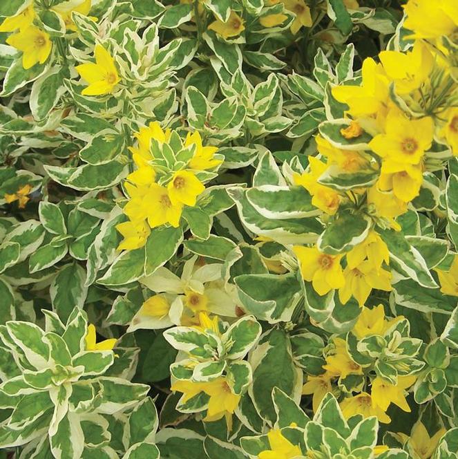 Lysimachia punctata 'Live Plants' (Yellow Loosestrife) - Caribbean garden seed