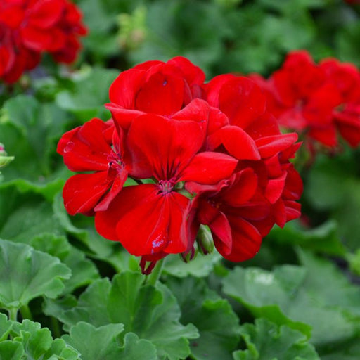 RED Geranium (LIVE PLANTS) PERENNIAL - Caribbean garden seed