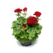 RED Geranium (LIVE PLANTS) PERENNIAL - Caribbean garden seed