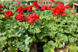 RED Geranium (LIVE PLANTS) PERENNIAL - Caribbean garden seed