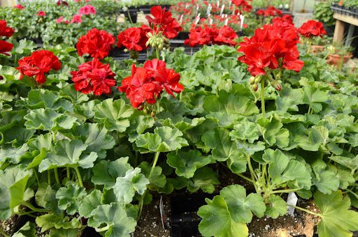 RED Geranium (LIVE PLANTS) PERENNIAL - Caribbean garden seed