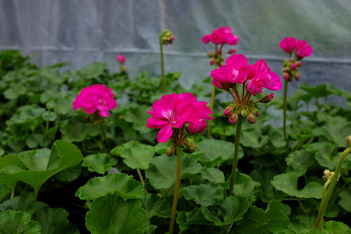 PINK Geranium (LIVE PLANTS) PERENNIAL - Caribbean garden seed