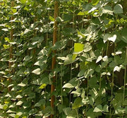 Giant Peruvian Lima Bean Seeds - Caribbean garden seed