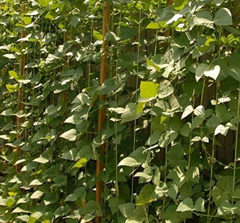 Giant Peruvian Lima Bean Seeds - Caribbean garden seed