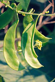 Giant Peruvian Lima Bean Seeds - Caribbean garden seed