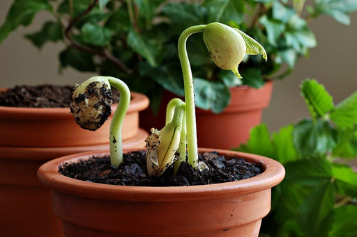 Giant Peruvian Lima Bean Seeds - Caribbean garden seed