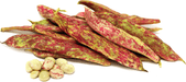 Tongues of Fire - BUSH BEANS - Caribbean garden seed