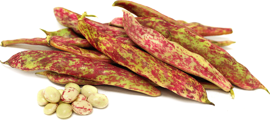 Tongues of Fire - BUSH BEANS - Caribbean garden seed