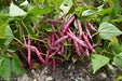 Tongues of Fire - BUSH BEANS - Caribbean garden seed