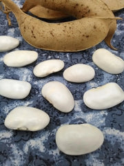 Bean Seeds - Greek Gigante - Pole - Caribbean garden seed