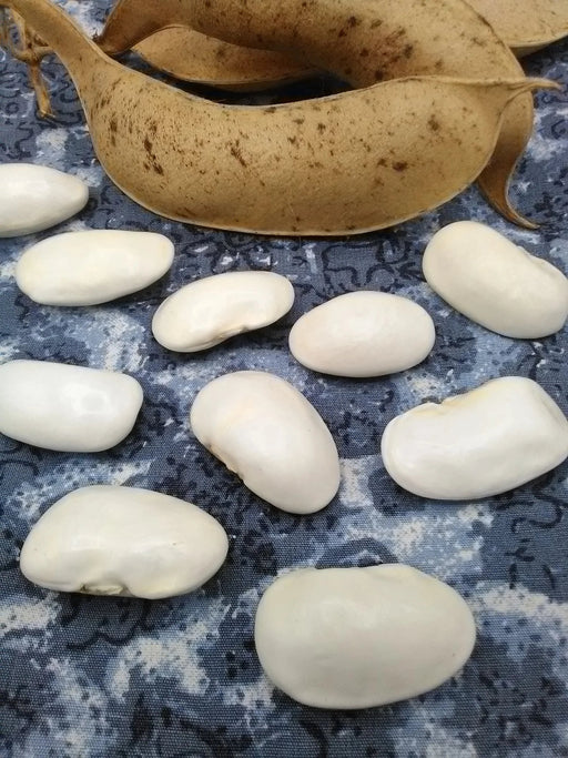 Bean Seeds - Greek Gigante - Pole - Caribbean garden seed