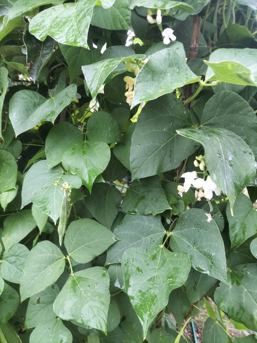 Bean Seeds - Greek Gigante - Pole - Caribbean garden seed