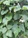 Bean Seeds - Greek Gigante - Pole - Caribbean garden seed
