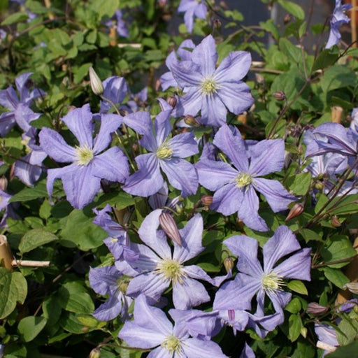 Clematis 'Prince charles' Live Plants - Caribbean garden seed