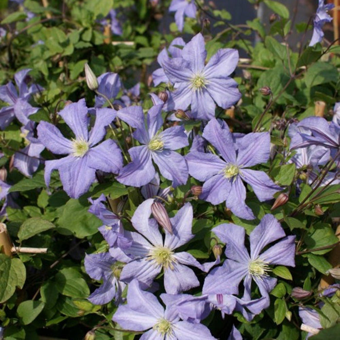 Clematis 'Prince charles' Live Plants - Caribbean garden seed