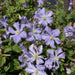 Clematis 'Prince charles' Live Plants - Caribbean garden seed