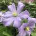 Clematis 'Prince charles' Live Plants - Caribbean garden seed