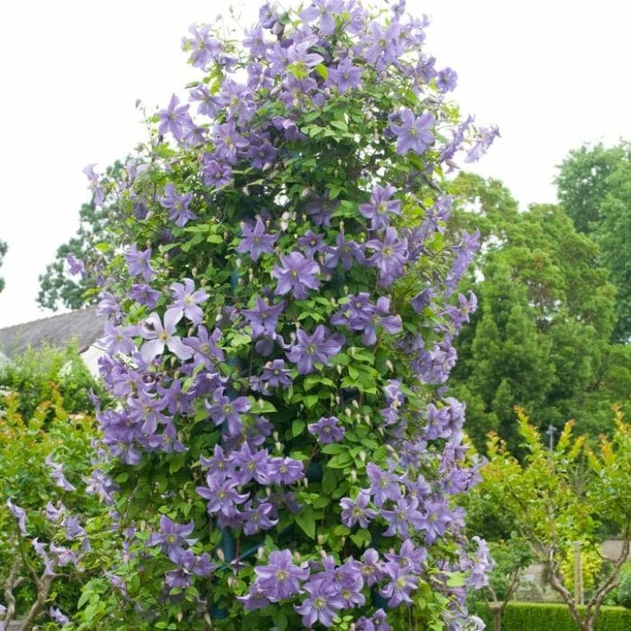 Clematis 'Prince charles' Live Plants - Caribbean garden seed