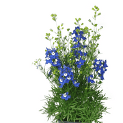 Delphinium grandiflorum 'Siberian Larkspur - Live Plant, summer Night - Caribbean garden seed