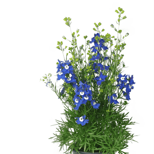 Delphinium grandiflorum 'Siberian Larkspur - Live Plant, summer Night - Caribbean garden seed
