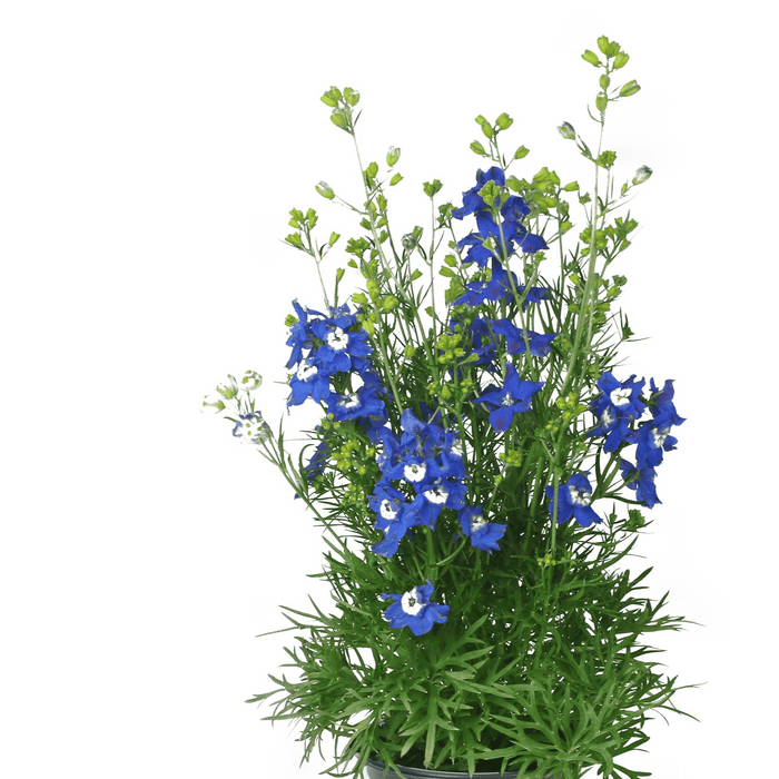 Delphinium grandiflorum 'Siberian Larkspur - Live Plant, summer Night - Caribbean garden seed