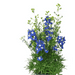 Delphinium grandiflorum 'Siberian Larkspur - Live Plant, summer Night - Caribbean garden seed