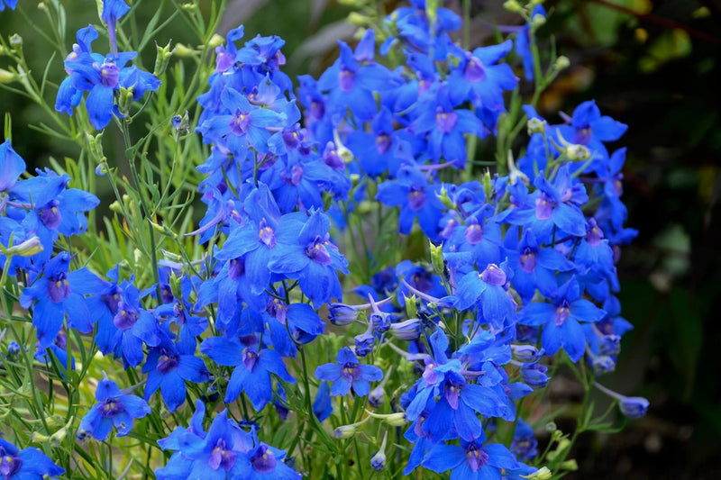 Delphinium grandiflorum 'Siberian Larkspur - Live Plant, summer Night - Caribbean garden seed