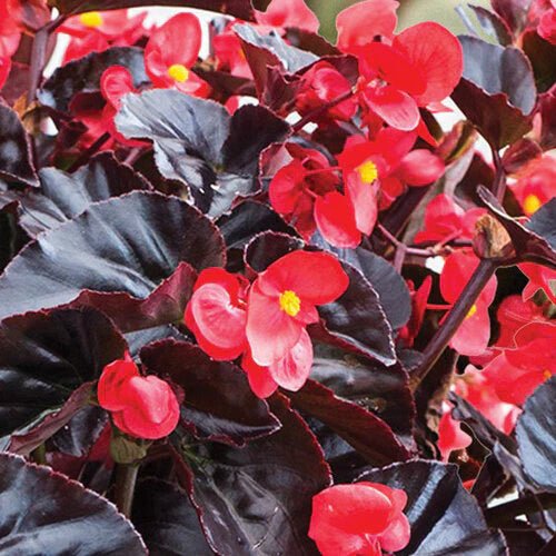 BEGONIA, Cherry Cordial - LIVE PLANTS - Caribbean garden seed