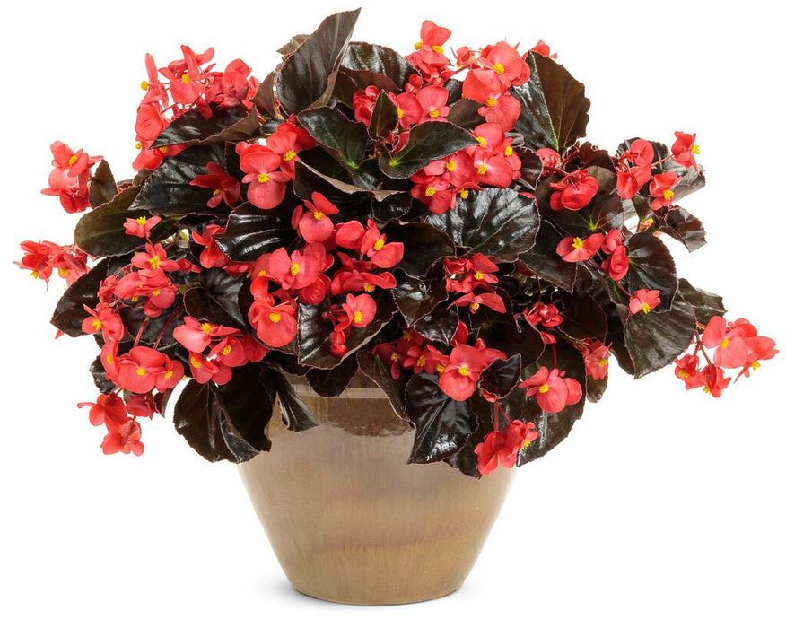 BEGONIA, Cherry Cordial - LIVE PLANTS - Caribbean garden seed