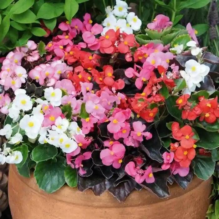 Begonia - Cocktail Mixed- LIVE PLANTS - Caribbean garden seed