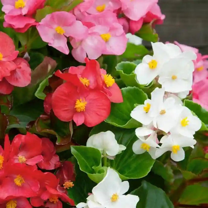 Begonia - Cocktail Mixed- LIVE PLANTS - Caribbean garden seed