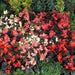 Begonia - Cocktail Mixed- LIVE PLANTS - Caribbean garden seed