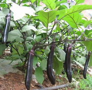 Oriental Express - Eggplant (3'POT) Live Plants - Caribbean garden seed