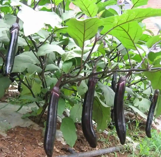 Oriental Express - Eggplant (3'POT) Live Plants - Caribbean garden seed