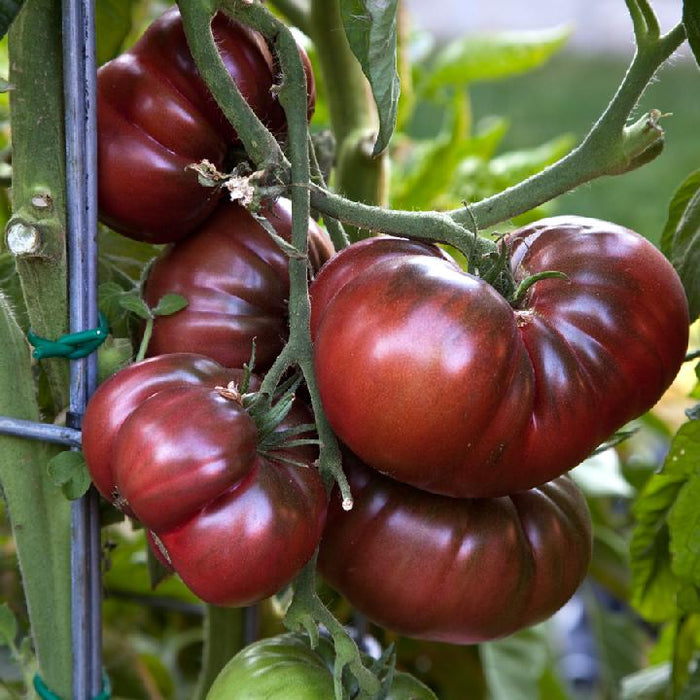 Live tomato Plants - Darkstar - Caribbean garden seed