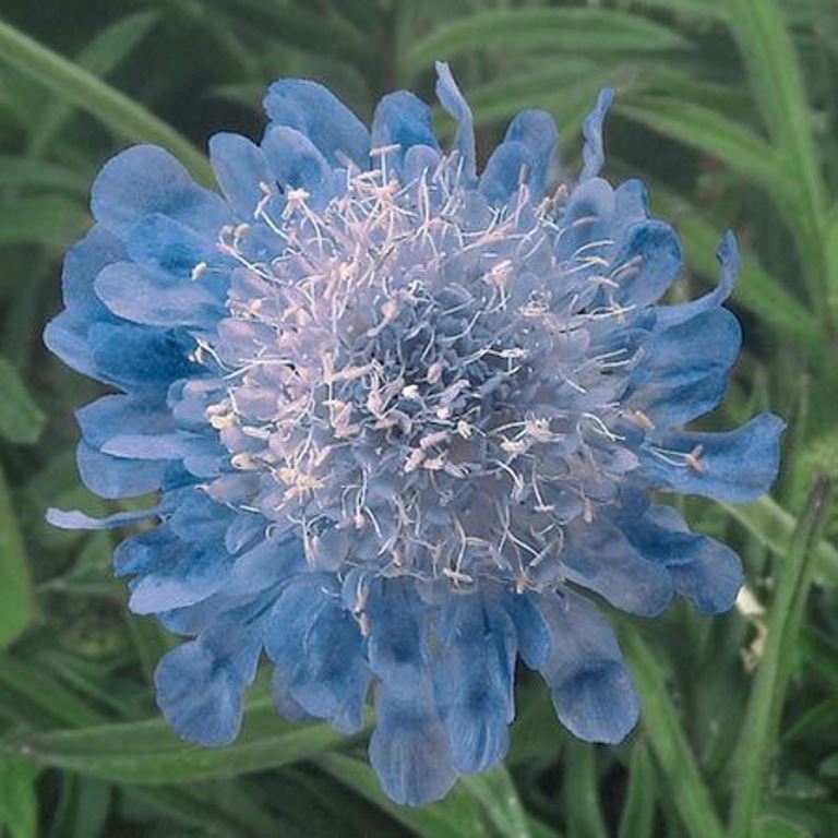 SCABIOSA  - BUTTERFLY BLUE ,LIVE PLANT, Pincushion - Caribbean garden seed