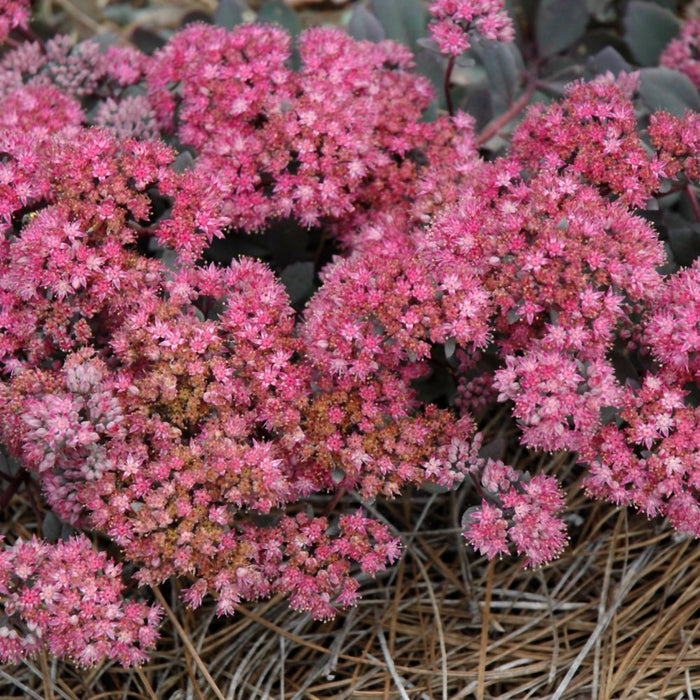 Sedum Sunsparkler® 'Dazzleberryt  (Live plant) ,Succulents - Caribbean garden seed