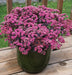 Sedum Sunsparkler® 'Dazzleberryt  (Live plant) ,Succulents - Caribbean garden seed