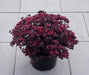 Sedum Sunsparkler® 'Plum Dazzled (Live plant) ,Succulents , stonecrop - Caribbean garden seed