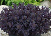 Sedum Sunsparkler® 'Plum Dazzled (Live plant) ,Succulents , stonecrop - Caribbean garden seed