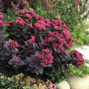 Sedum Sunsparkler® 'Plum Dazzled (Live plant) ,Succulents , stonecrop - Caribbean garden seed