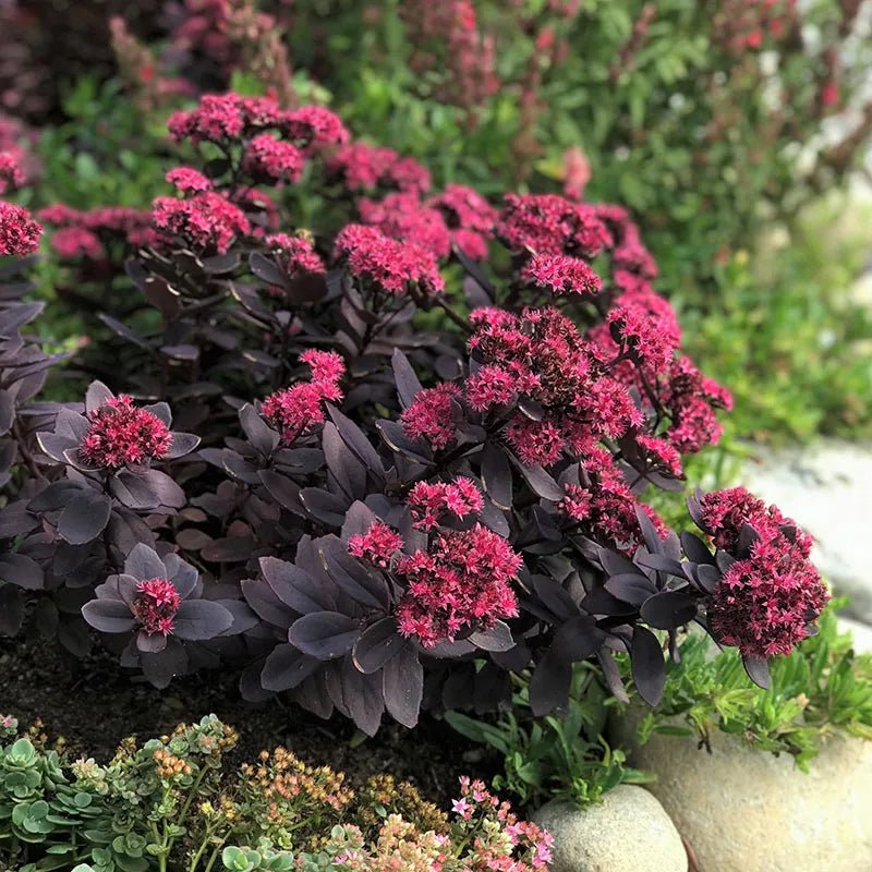 Sedum Sunsparkler® 'Plum Dazzled (Live plant) ,Succulents , stonecrop - Caribbean garden seed