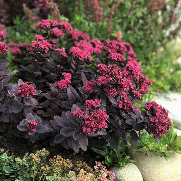 Sedum Sunsparkler® 'Plum Dazzled (Live plant) ,Succulents , stonecrop - Caribbean garden seed