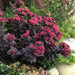 Sedum Sunsparkler® 'Plum Dazzled (Live plant) ,Succulents , stonecrop - Caribbean garden seed