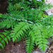 Fortune's Holly Fern- Live Plants, - Caribbean garden seed