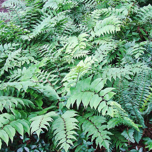 Fortune's Holly Fern- Live Plants, - Caribbean garden seed