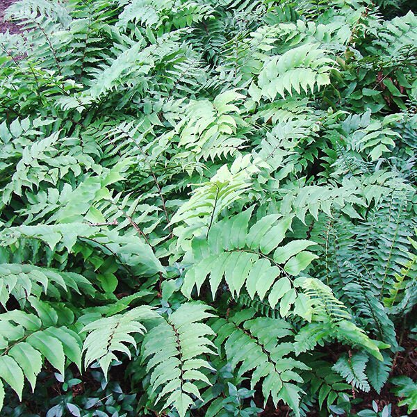 Fortune's Holly Fern- Live Plants, - Caribbean garden seed