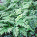 Fortune's Holly Fern- Live Plants, - Caribbean garden seed